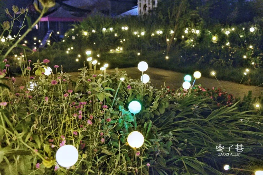 市区迎来萤火虫