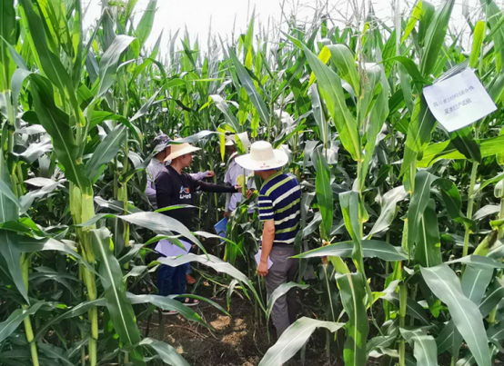 成都市开展玉米自主试验监督检查工作