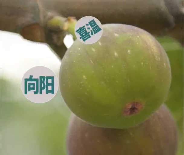 <b>走进成都市新都区品无花果</b>